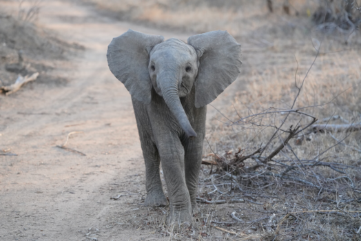 Krugerpark - Dombo het olifantje