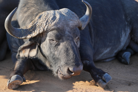 Krugerpark - Buffalo geniet van oude dag