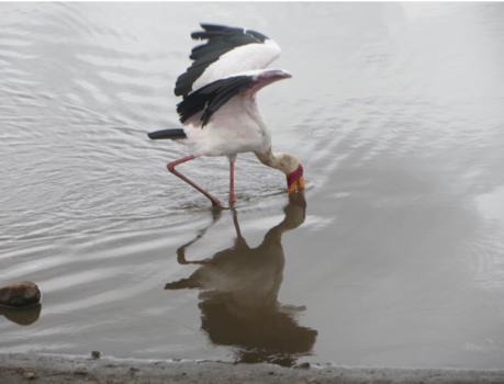 Rondreis van Johannesburg naar Kaapstad - Vissende vogel in het Krugerpark
