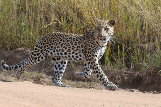 Pilanesberg National Park - Lucky Shot!