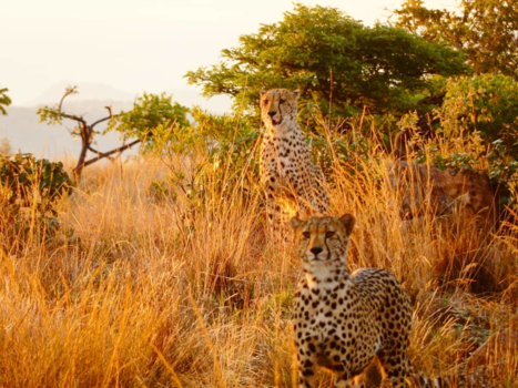 Rondreis Zuid-Afrika in twee weken - Een zonsondergang als geen ander