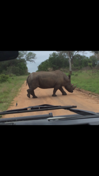 Krugerpark - Pragtige renoster