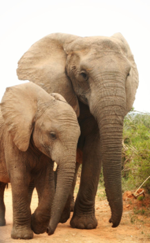 Rondreis Zuid-Afrika in drie weken - Olifanten in het Kruger park - Zuid-Afrika