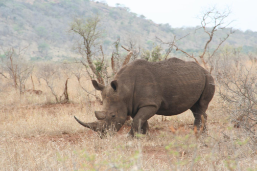 Rondreis Zuid-Afrika in drie weken