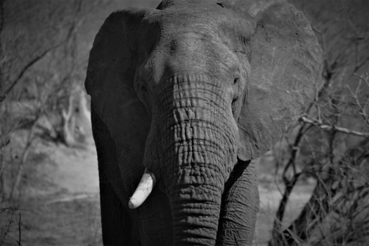 Rondreis Zuid-Afrika in drie weken - Olifant Krugerpark