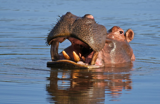 Limpopo - Ik moet toch echt eens een keer naar de tandarts!