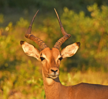 Limpopo - Impala in de zon in Sebatana lion Lodge