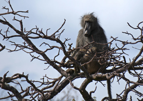 Limpopo - Baviaan in een boom,