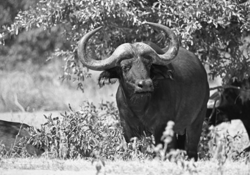 Limpopo - Dichtbij een buffel,