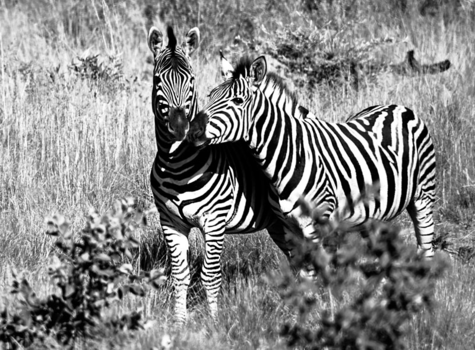 Limpopo - Zebra's in Welgevonden Game Reserve