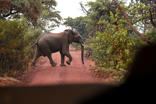 Limpopo - Spannend oog in oog met een olifant