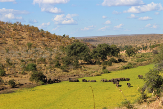Krugerpark - The beauty of Africa