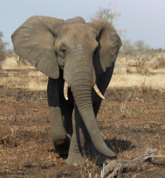 Krugerpark - Elefpant for on the wall