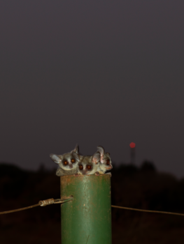 Krugerpark - Bushbabies