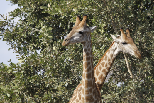 Krugerpark - Lucky photoshot