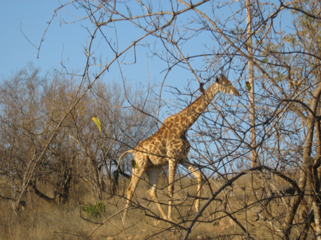 Rondreis Zuid-Afrika in twee weken - Allemaal beestjes