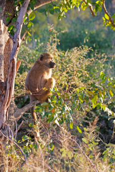 Krugerpark - Namiddag zonnen