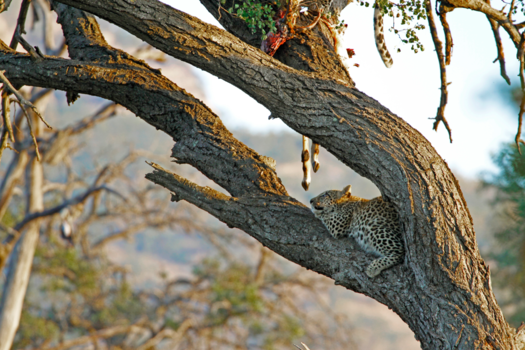Krugerpark - Can i eat yet?