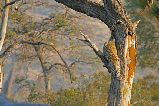 Krugerpark - Luipaard oogcontact