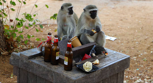 Krugerpark - Living the good life!