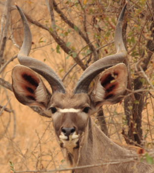 Rondreis van Johannesburg naar Kaapstad - Kiekeboe Koedoe