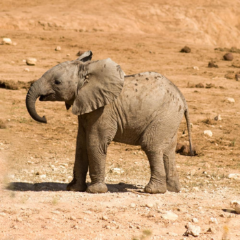 Rondreis Zuid-Afrika in drie weken - Baby olifant