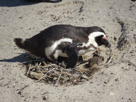 Rondreis Zuid-Afrika in drie weken - pinguin