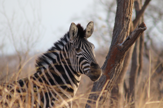 Rondreis Zuid-Afrika in drie weken - Zebra