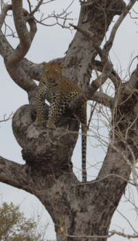 Krugerpark - Lui luipaard