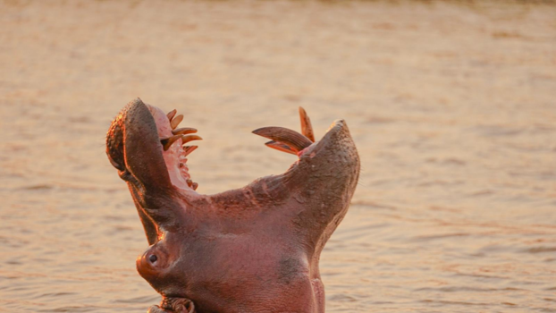 Rondreis van Johannesburg naar Kaapstad - Prachtig beest-  Sint Lucia