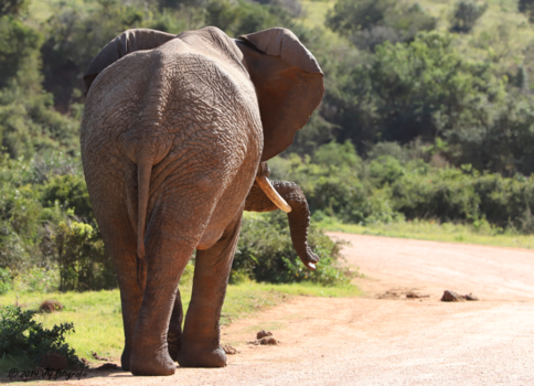 Rondreis van Johannesburg naar Kaapstad - Even laten rusten