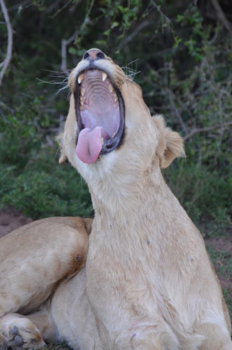 Rondreis Zuid-Afrika in drie weken - Gapende leeuw