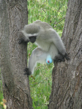 Rondreis van Johannesburg naar Kaapstad - Prachtige vakantie zuid Afrika, de "blauwbal aap"