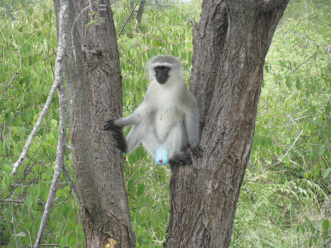 Rondreis van Johannesburg naar Kaapstad - Prachtige vakantie zuid Afrika, de "blauwbal aap"
