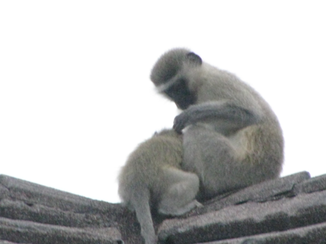 Rondreis van Johannesburg naar Kaapstad