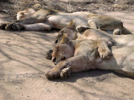 Krugerpark - Even n dutje doen na de lunch..