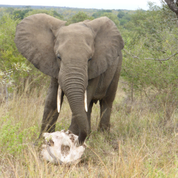 Rondreis Zuid-Afrika in drie weken - Moeder loopt al 4 jaar met schedel van haar jong rond.