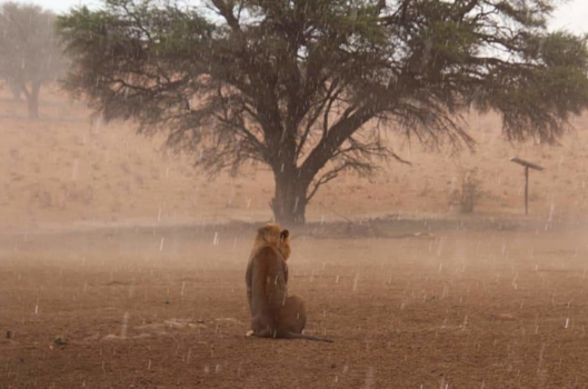 Kgalagadi Transfrontier Park - Geweldig