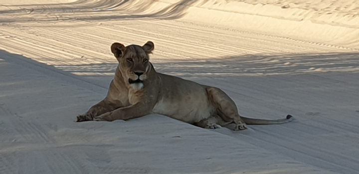 Kgalagadi Transfrontier Park