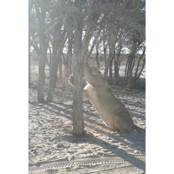Kgalagadi Transfrontier Park
