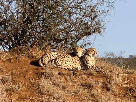 Rondreis van Johannesburg naar Kaapstad - Cheetah brothers
