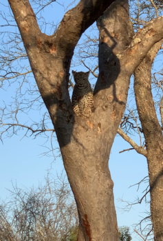 Rondreis van Johannesburg naar Kaapstad - Leopard is watching you