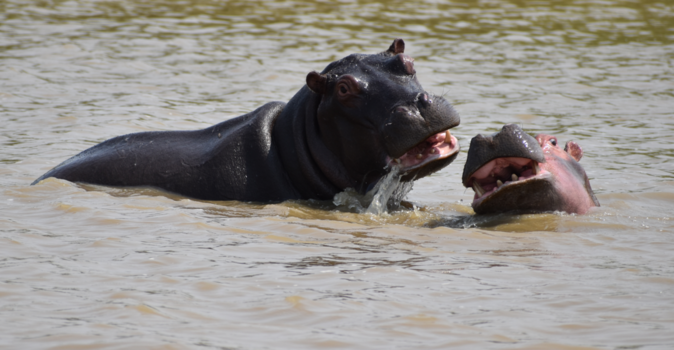 Rondreis Zuid-Afrika in drie weken - Nijlpaardenliefde in St. Lucia