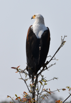 Rondreis Zuid-Afrika in drie weken - Foto van deze Afrikaanse Zee-arend genomen in  het Krugerpark