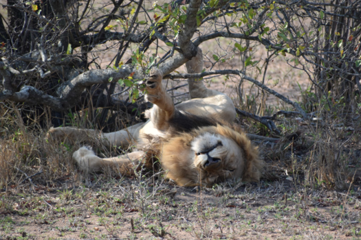 Rondreis Zuid-Afrika in drie weken - Ontwaken in het Krugerpark