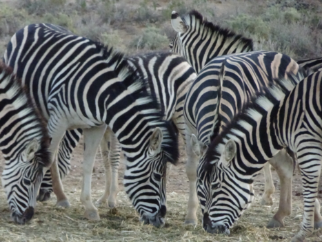 Breede River Valley - Sebras in Suid- Afrika