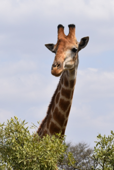 Rondreis Zuid-Afrika in drie weken - Wie kijkt nu naar wie?