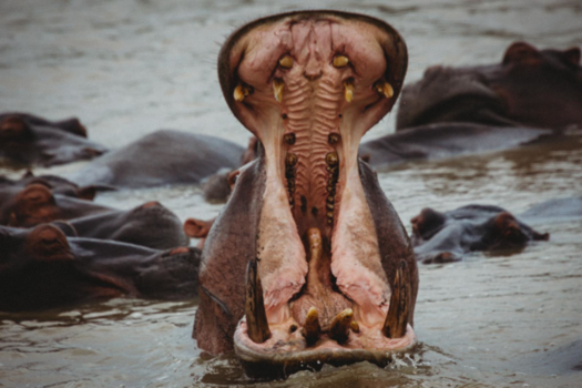 Rondreis van Johannesburg naar Kaapstad - Hippo Isimangaliso