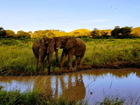 Rondreis van Johannesburg naar Kaapstad - Krugerpark