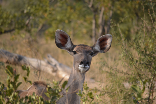 Rondreis Zuid-Afrika in drie weken - he wie is dat...